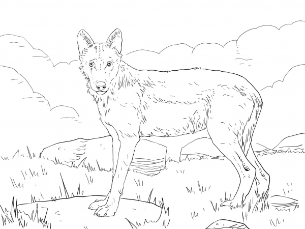 Iberian Wolf coloring page image