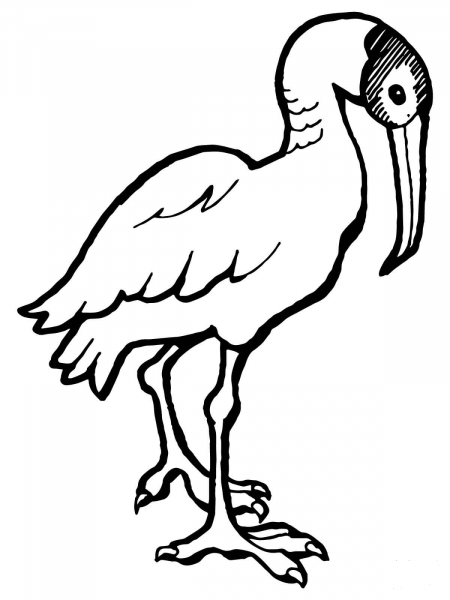 Ibis coloring page image