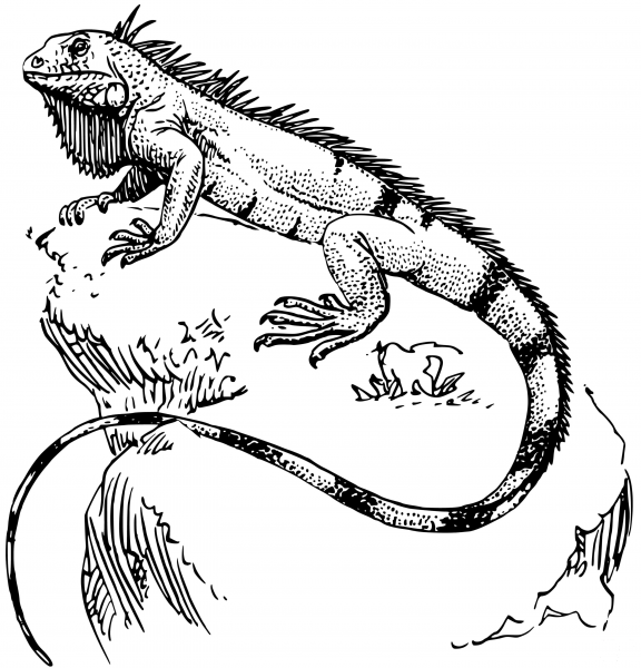 Iguana coloring page image
