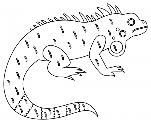 Iguana coloring page image