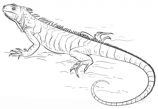 Iguana coloring page image