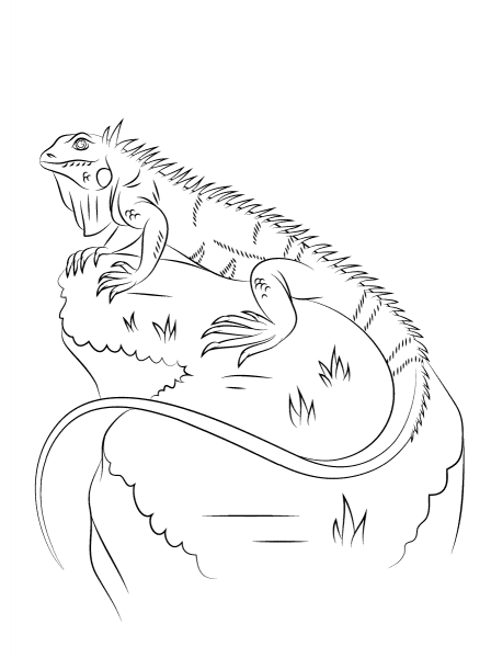 Iguana coloring page image