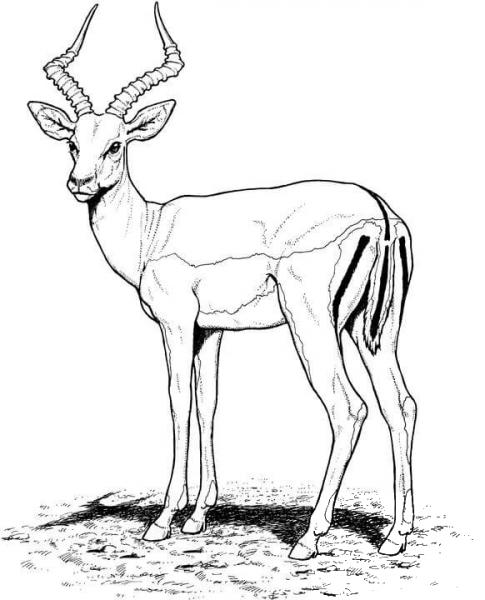 Impala Antelope coloring page image