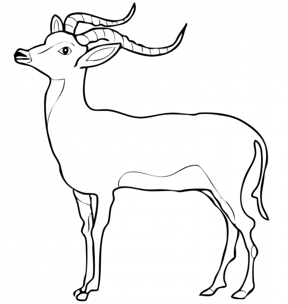 Impala coloring page image