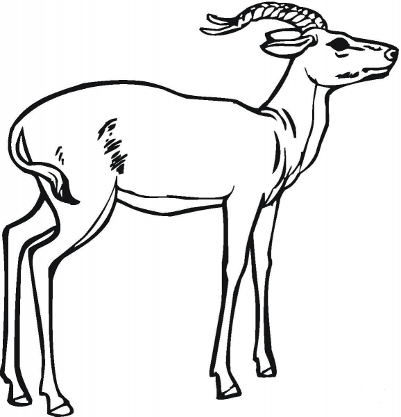 Impala coloring page image