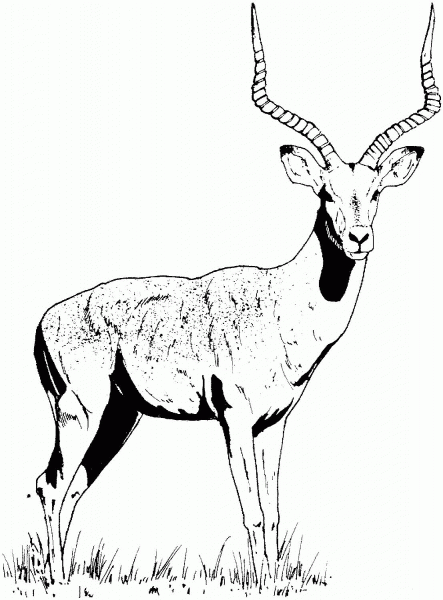 Impala Gazelle coloring page image