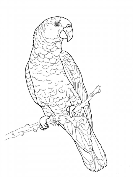 Imperial Amazon Parrot coloring page image