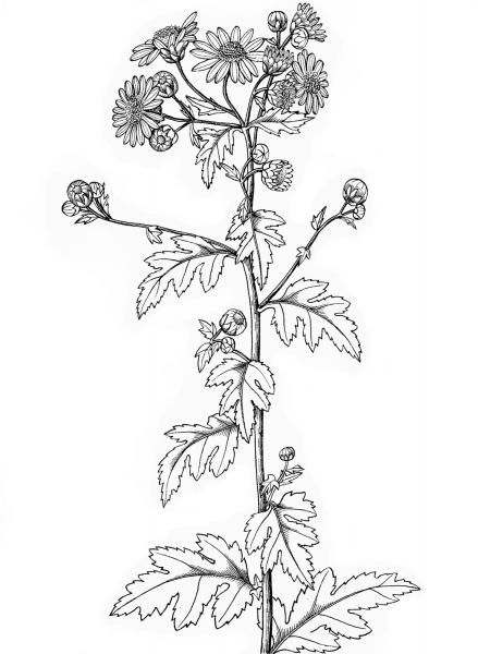 Indian chrysanthemum coloring page image