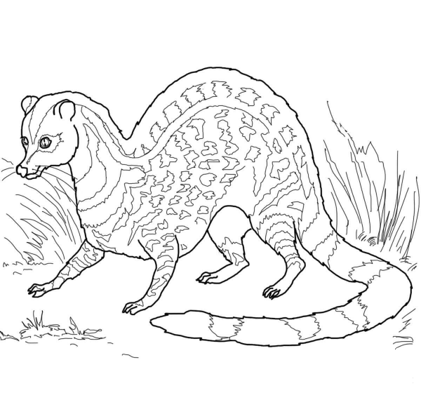 Indian Civet coloring page image
