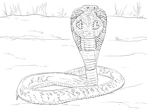Indian Cobra coloring page image