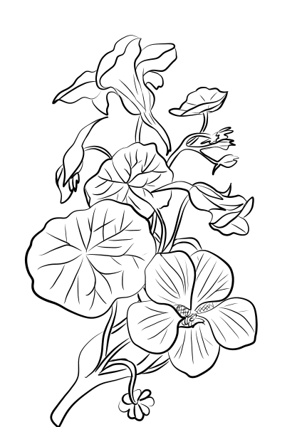 Indian Crefs Nasturtium coloring page image