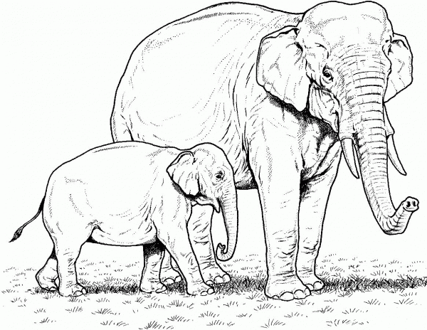 Indian Elephant Baby and Mother coloring page image