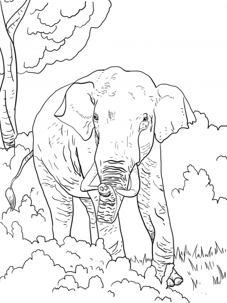 Indian Elephant coloring page image