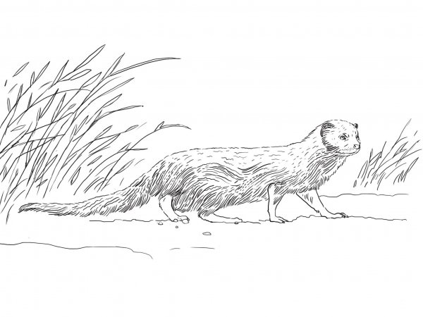 Indian Gray Mongoose coloring page image