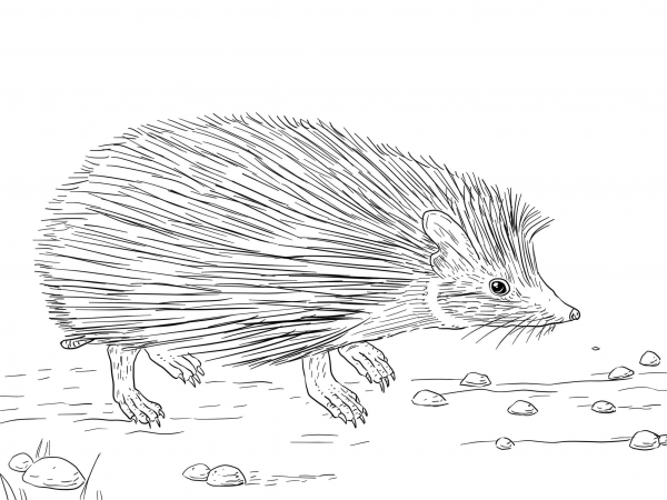 Indian Long Eared Hedgehog coloring page image