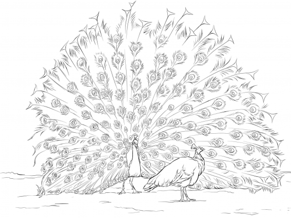 Indian Peafowls  coloring page image