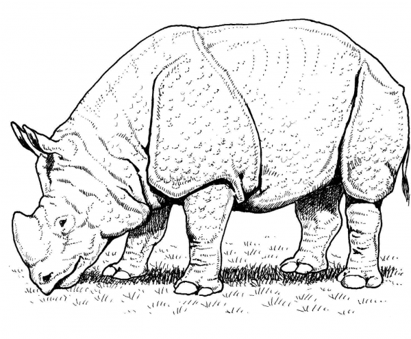 Indian Rhino coloring page image