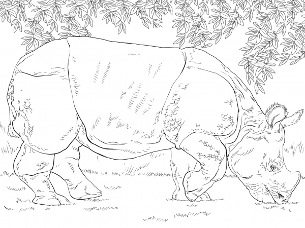 Indian Rhino Grazing coloring page image