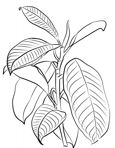 Indian Rubber Tree (Ficus Elastica) coloring page image