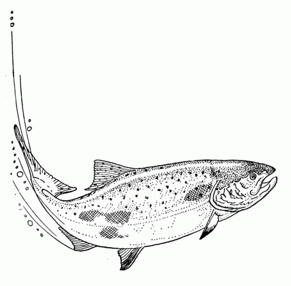 Indian Salmon coloring page image