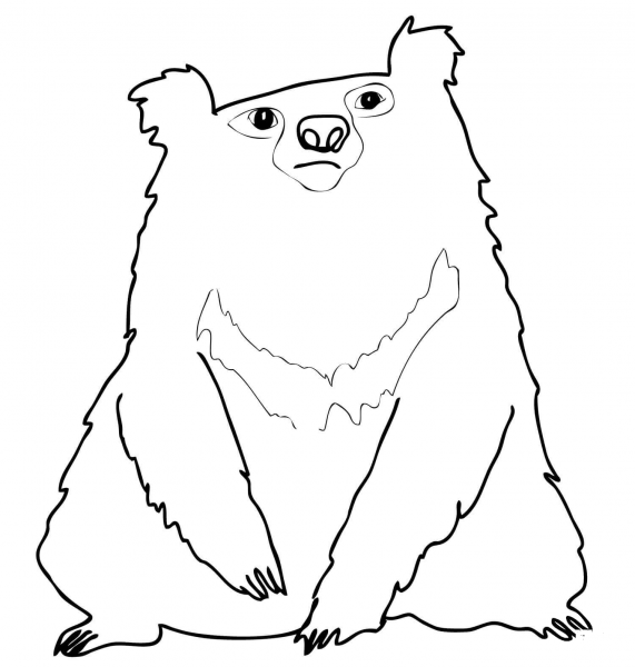 Indian Sloth Bear coloring page image
