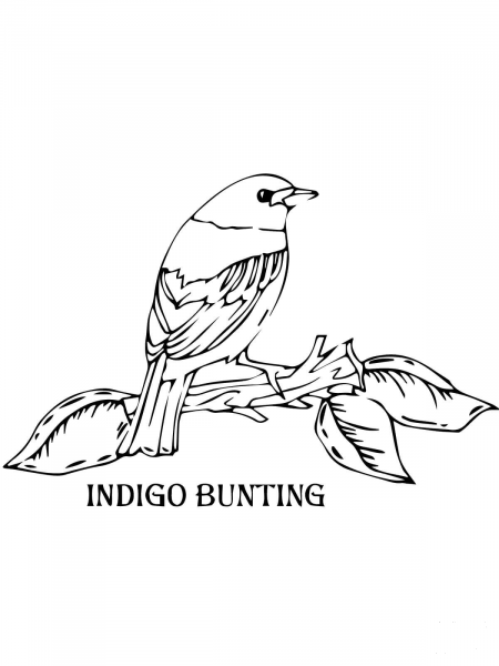 Indigo Bunting coloring page image