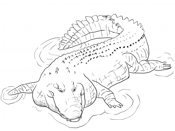 Indo Pacific Saltwater Crocodile coloring page image