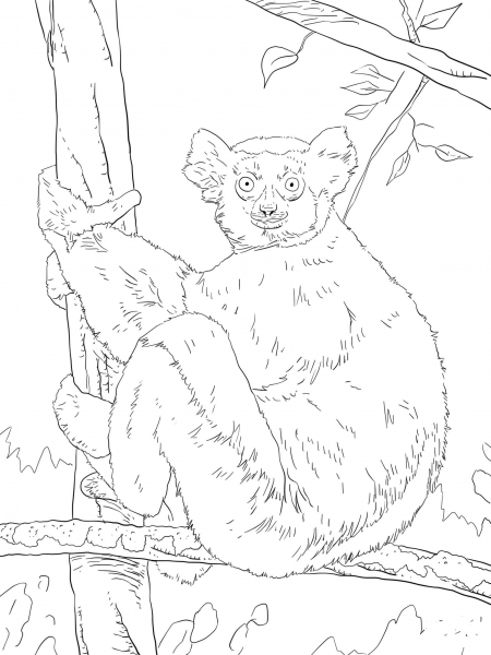 Indri coloring page image