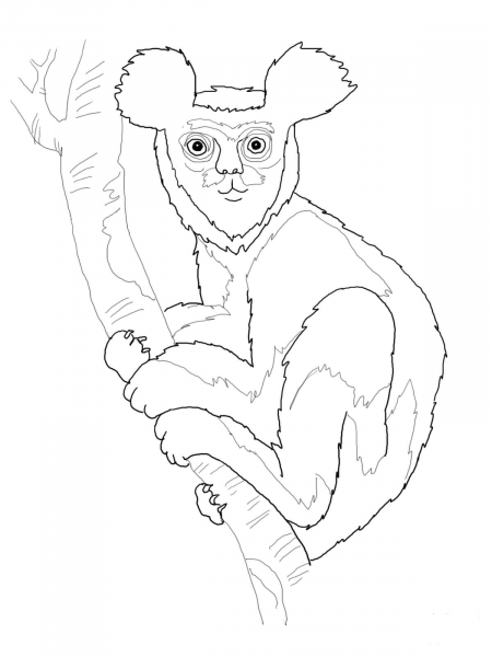 Indri lemur coloring page image
