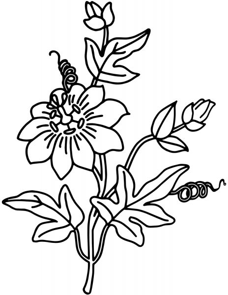Ipomoea coloring page image