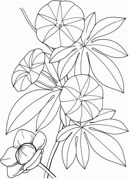 Ipomoea Tuberosa Hawaiian Woodrose coloring page image