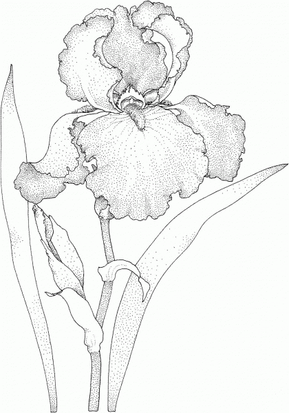 Iris Blossom coloring page image