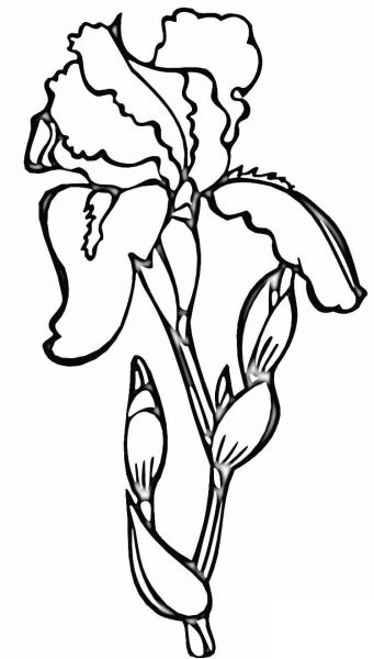 Iris  coloring page image