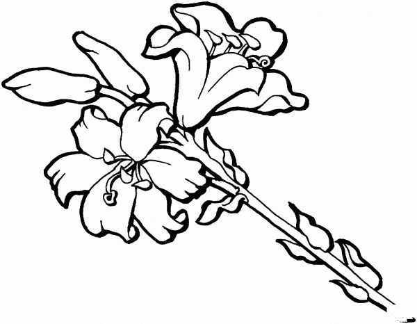 Iris Flower Blossom coloring page image
