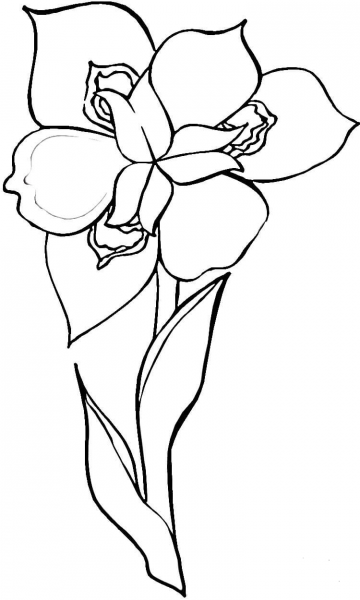 Iris Flower  coloring page image