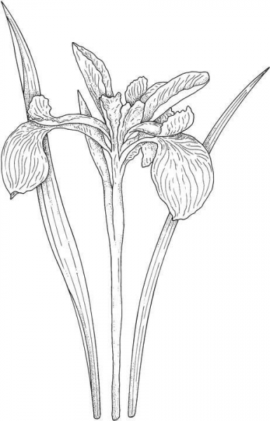 Iris Motif coloring page image