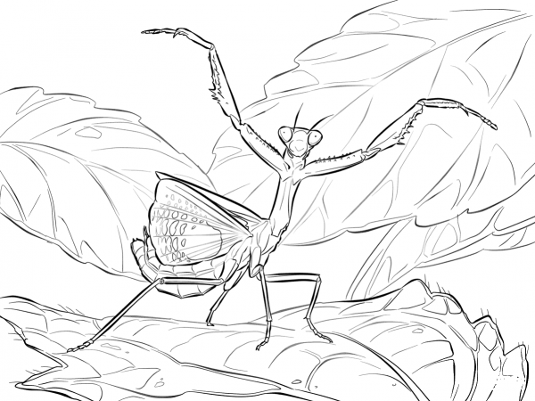 Iris Praying Mantis coloring page image