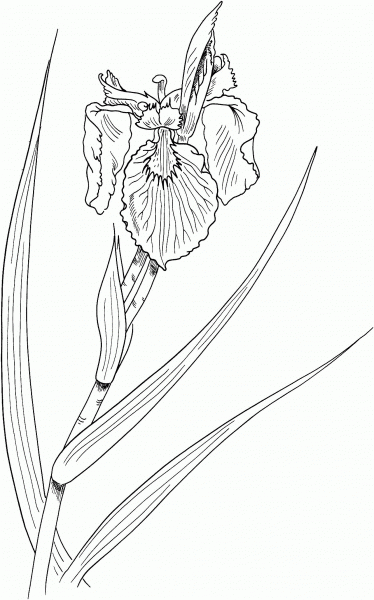 Iris Pseudacorus or Yellow Flag Iris coloring page image