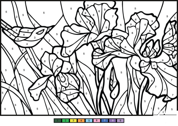 Irises Color by Number image