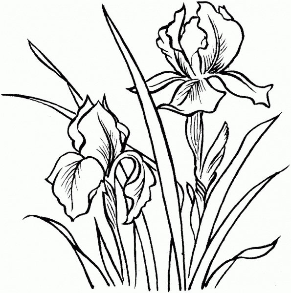 Irises coloring page image