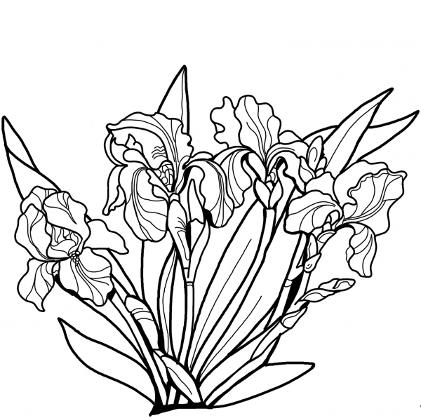 Irises coloring page image