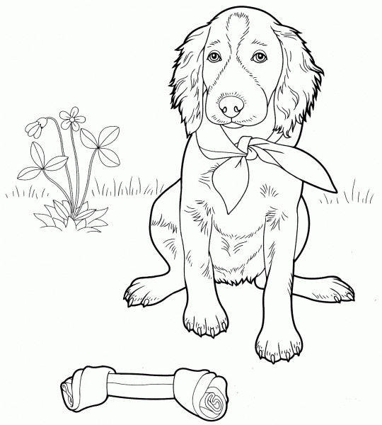 Irish Setter coloring page image