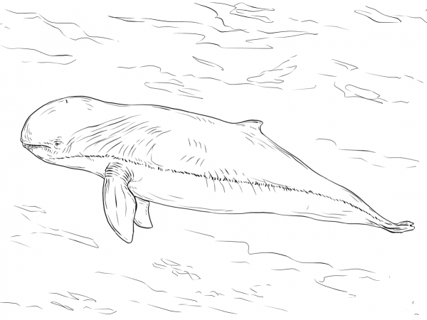 Irrawaddy Dolphin coloring page image