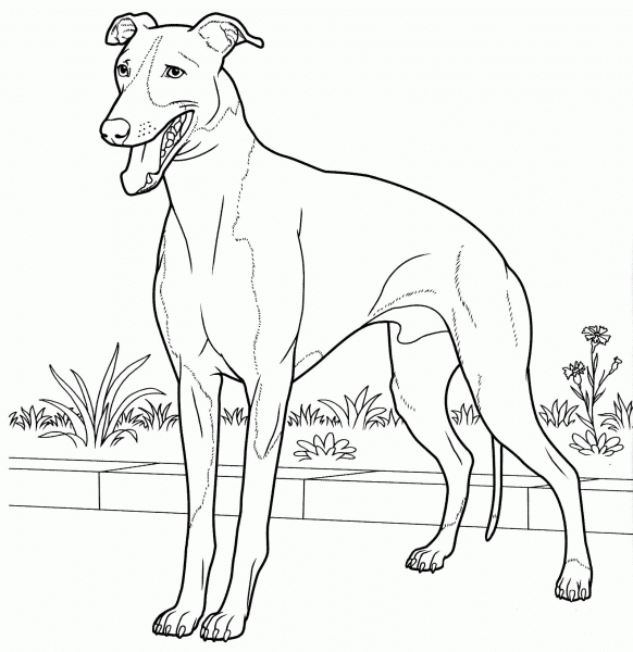 Italian Greyhound  coloring page image