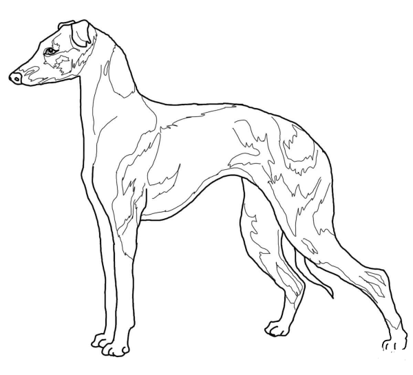 Italian Greyhound coloring page image