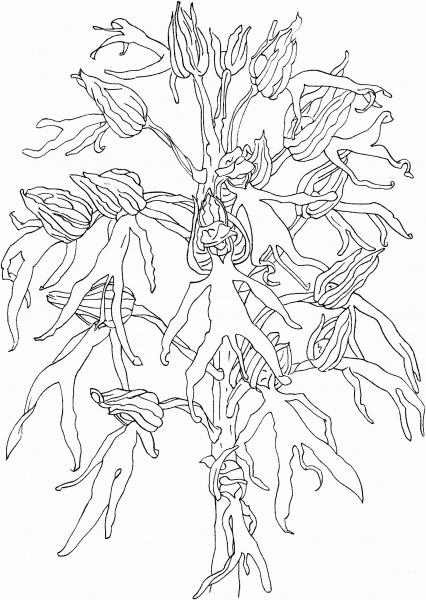 Italian Orchid Orchis Italica coloring page image