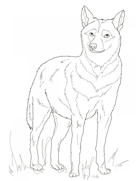 Italian Wolf coloring page image