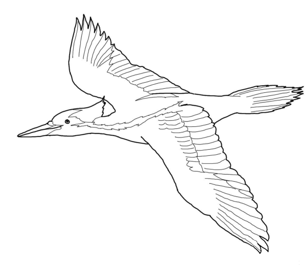 Ivory Billed Woodpecker coloring page image