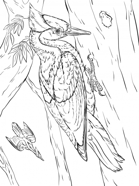 Ivory Billed Woodpeckers coloring page image