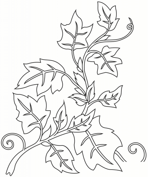 Ivy coloring page image